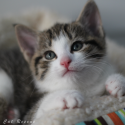 Help Fund C.A.R.E.'s Kitten Kampaign!